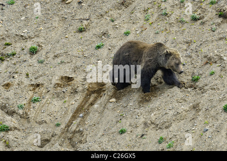 Grizzly Bear traversing a sandy slope in Yellowstone National Park. Stock Photo