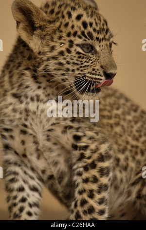 Leopard cub in Ranthambhore tiger reserve in north Indian state of Rajasthan Stock Photo