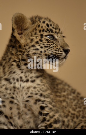 Leopard cub in Ranthambhore tiger reserve in north Indian state of Rajasthan Stock Photo