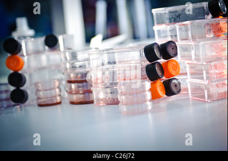 cell culture flasks and petri dishes in science lab laboratory microbiology Stock Photo