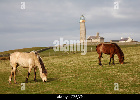 Lundy ponies with Old Light House lighthouse and Old Light cottage in the distance on Lundy Island, Devon, England UK in March Stock Photo