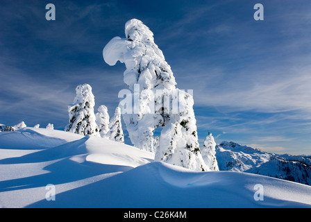 Tree encased in snow on Kulshan Ridge Heather meadows Recreation Area Washington Stock Photo