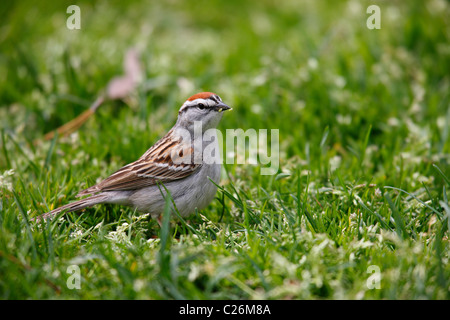 Chipping Sparrow (Spizella passerina passerina), Eastern subspecies, Spring migrant in breeding plumage feeding in grass. Stock Photo