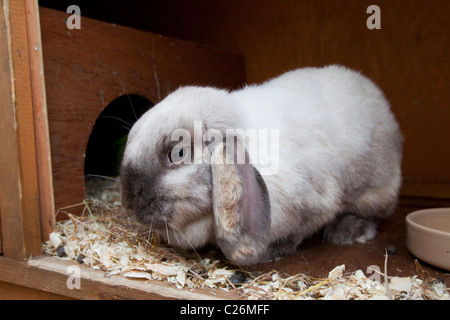 White Lop rabbit in garden shed . (Leporidae) (european rabbit) Stock Photo