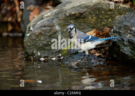 Blue Jay - Cianocitta cristata cristata (Linaeus)