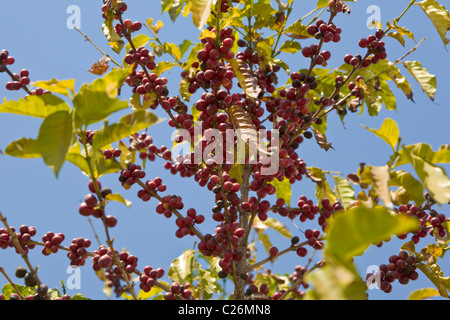 Arabica coffee bush and beans, Comala, Mexico Stock Photo