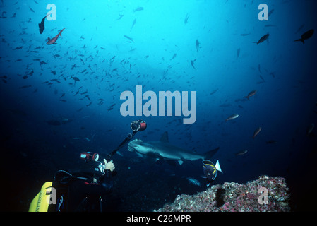 Diver films Hammerhead Shark (Sphyrna lewini). Cocos Island, Costa Rica - Pacific Ocean. Stock Photo