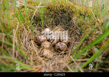 Nest with laying of Willow Grouse (Lagopus lagopus) on earth.Tundra, Yamal peninsula, RUSSIA Stock Photo