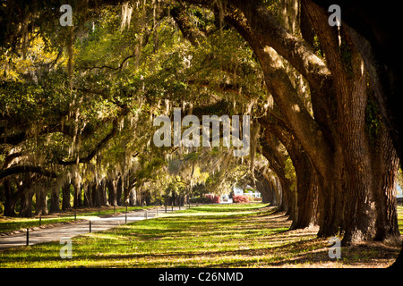 Avenue of the Oaks at Boone Hall Plantation in Charleston, SC. Stock Photo