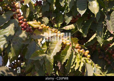 Arabica coffee bush and beans, Comala, Mexico Stock Photo