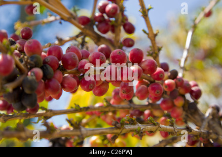 Arabica coffee bush and beans, Comala, Mexico Stock Photo