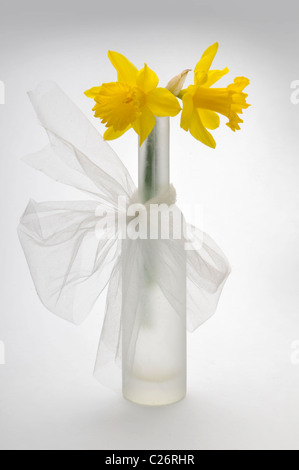 two daffodils flower in tall vase Stock Photo