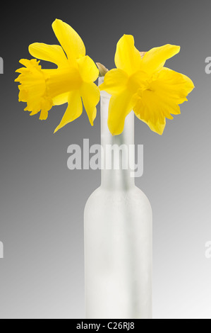 two daffodils flower in tall vase Stock Photo