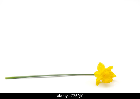 one daffodil on white background laying sideways Stock Photo