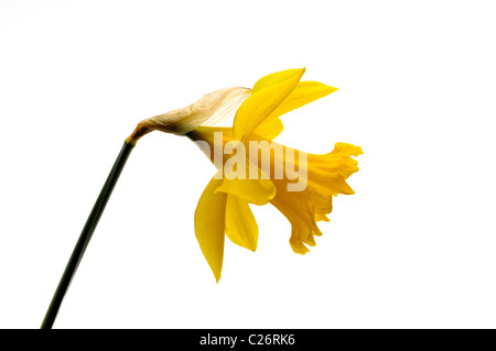 yellow daffodil close up side view Stock Photo