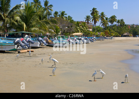 Egrets on the beach at Zihuatanejo, Guerrero, Mexico Stock Photo