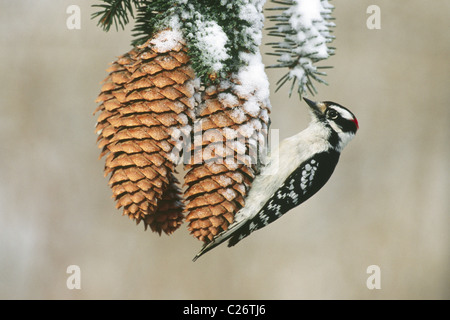 Downy Woodpecker on Spruce Cones Stock Photo