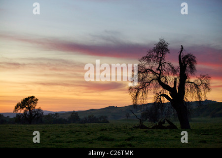 Coast Live Oak tree (Quercus agrifolia) in open field, back lit by sunset - California USA Stock Photo