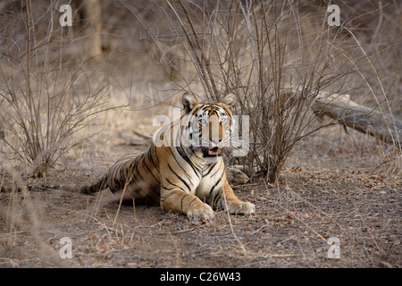 A Bengal Tiger in a leap position at Ranthambore Tiger Reserve, Rajasthan, India. ( Panthera Tigris ) Stock Photo