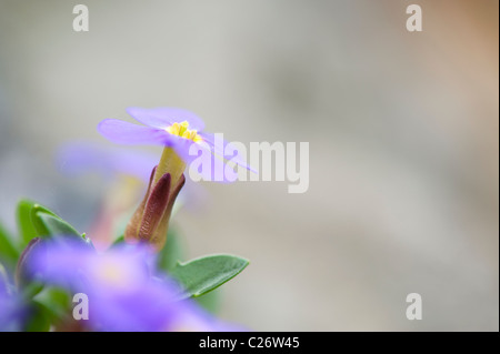 Aubrieta Glabrescens Turrill flowers in a garden rockery. UK Stock Photo