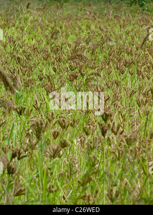 Field of Finger Millet Stock Photo