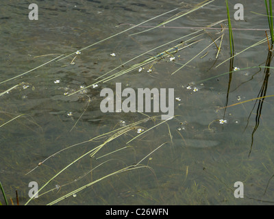 Floating Water-plantain, luronium natans Stock Photo