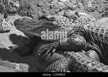 Two Alligators at rest in black and white Stock Photo