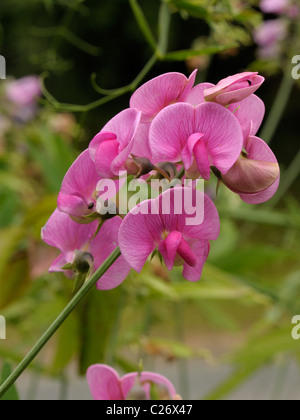 Broad-leaved Everlasting-pea, lathyrus latifolius Stock Photo