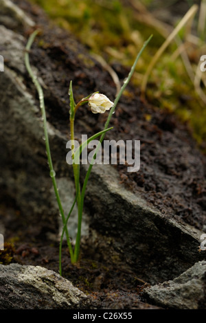 Snowdon Lily or Mountain Spiderwort, gagea or lloydia serotina Stock Photo