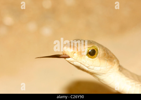 Boomslang (Dispholidus typus) in Uganda with it's tongue sticking out Stock Photo