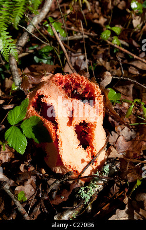 The weird red cage fungus showing its hollow lattice structure. Le champignon Clathre rouge montrant sa structure creuse. Stock Photo