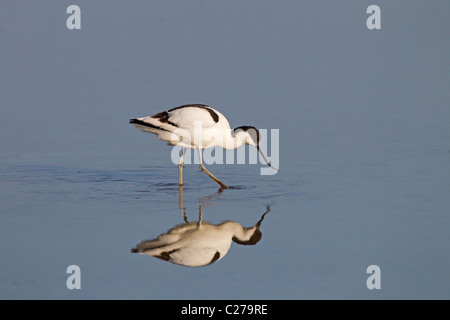 Avocet Recurvirostra avocetta feeding at Cley Nature reserve Norfolk Stock Photo