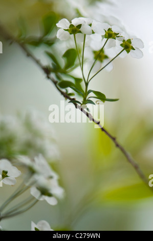 Spiraea - 'Arguta'  Bridal Wreath, Spiraea Stock Photo