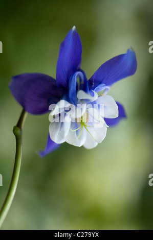 Close-up image of the beautiful spring flowering, blue Aquilegia flower also known as the columbine or Granny's bonnet.