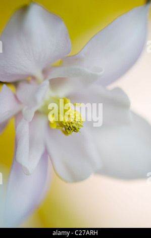 Single white Aquilegia vulgaris flower -  columbine Stock Photo
