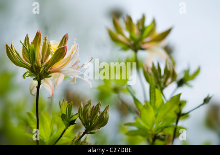 Azalea  Rhododendron Luteum - Yellow Azalea or Honeysuckle Azalea Stock Photo