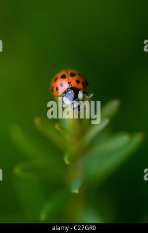 Harlequin Ladybird - Harmonia axyridis Stock Photo
