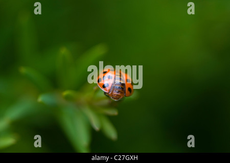 Harlequin Ladybird - Harmonia axyridis