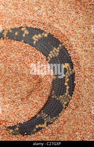 Sand Boa Gongylophis colubrinus buried in sand Stock Photo