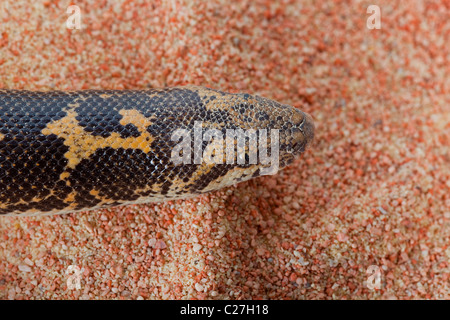 Sand Boa Gongylophis colubrinus Stock Photo