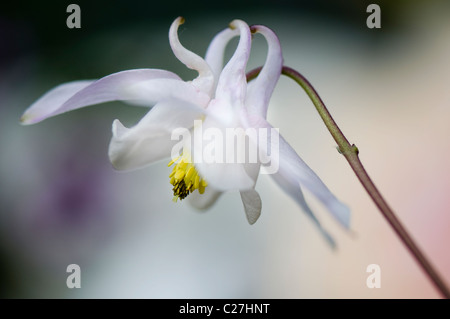 A single white Aquilegia vulgaris flower - columbine Stock Photo