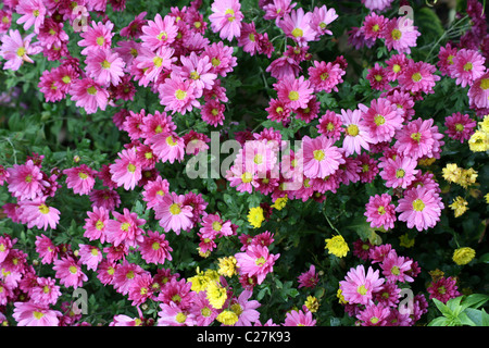 Pink and yellow Chrysanthemum flowers Stock Photo