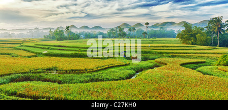 Panorama of the paddy rice field. Philippines Stock Photo