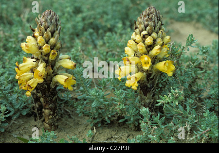 Yellow broomrape (Cistanche tubulosa) flowering in desert conditions Stock Photo