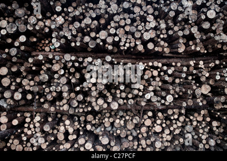 Pine ( pinus sylvestris ) log pile , Finland Stock Photo