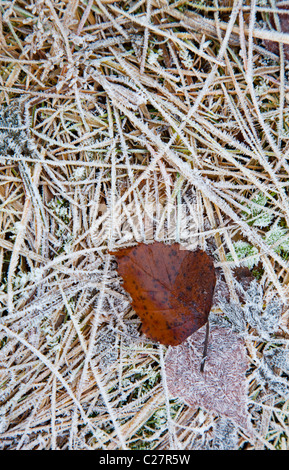 One isolated brown decaying birch leaf on frosty ground at Autumn Stock Photo