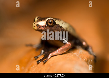 A close-up photograph of a small frog with a cream-colored back speckled with black spots and a dark brown underside, perched on a textured orange rock. The frog's large, prominent eye is in sharp Stock Photo