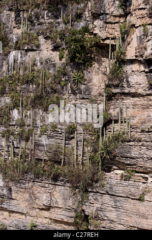 Columnar cacti growing on the walls of the Sumidero Canyon in Chiapas, Mexico Stock Photo