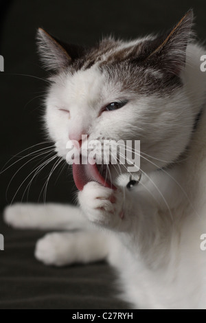 A cat licking his paw. Stock Photo