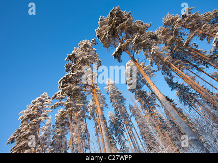 Finnish pine (  Pinus sylvestris ) trees seen from below at Winter at taiga forest , Finland Stock Photo